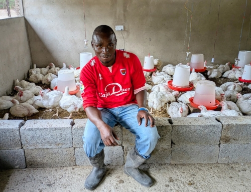 Adrian’s First Chickens